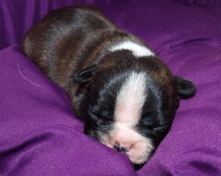 Französisch Bulldog Zucht in Cottbus hat zuckersüße Welpen bekommen.