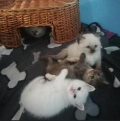 4 süße Bkh Blh Kitten Mädels abzugeben