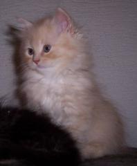 Perserkaterchen bicolour rotcreme mit richtiger Nase.