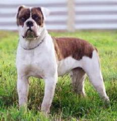 American Bulldogg reinrassigen