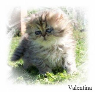 Süße Perser und Exotic Shorthair Kitten