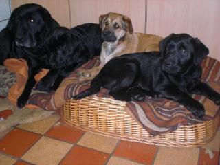 3 zuckersüße, aufgeweckte Mischlingswelpen Labrador Jagdterrier abzugeben