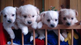 Chihuahua/Terrier - Mix Welpen