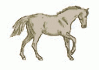 Suche reitbeteiligung in hamm