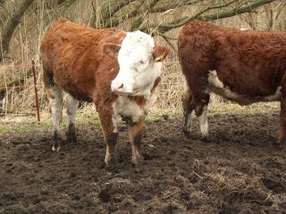 Biete 2 Hereford-Rinder gedeckt