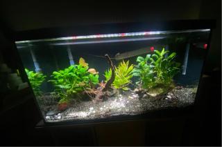 Aquarium ca 100l mit Unterschrank und Zubehör