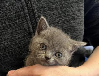 BKH reinrassige Kitten in Blue mit Stammbaum