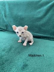Süße Canadian Sphynx Kitten