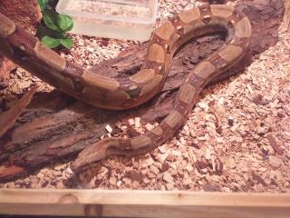 1. 0 Boa Constrictor abzugeben