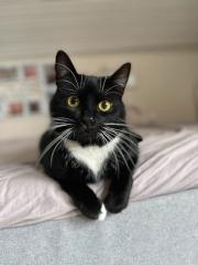 Kater entlaufen