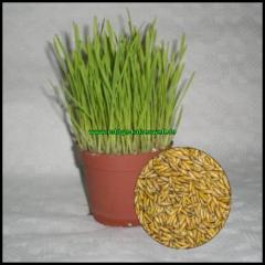 Katzengras Samen Avena sativa 4kg