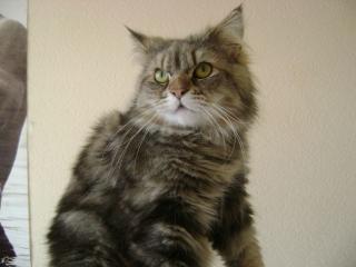 Deckkater/Perser