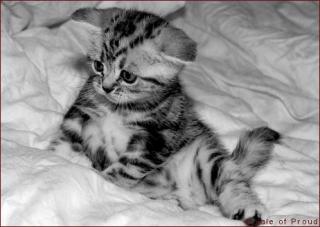Britisch Kurzhaar - Whiskaskätzchen - Silber Tabby