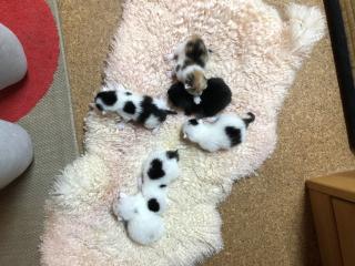 Bezaubernde Katzenbabies