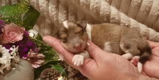 Collie Welpen amerik. Typ sable merle mit Papieren