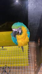 Gelbbrustara Papagei