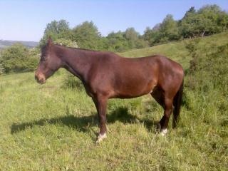 Reitbeteiligung für Quarter Horse gesucht