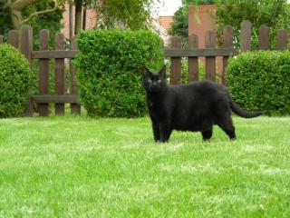 Liebevoller Stubenkater