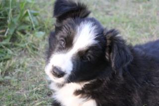Border Collie Welpe Rüde