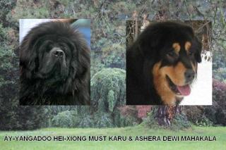 Tibet Mastiff Welpen 2021/11 aus der hervorragenden Zucht DEWI MAHAKALA