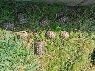 Grischiche Landschildkröten THB