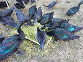 Cayuga Enten Bruteier