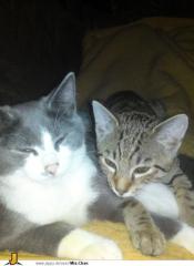 2 Miezen suchen liebevolles zuhause