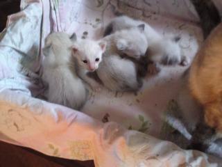 Verkaufe Thai Kitten alte Rasse