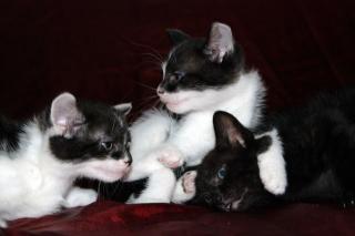 Drei süsse Katzenbabys abzugeben.