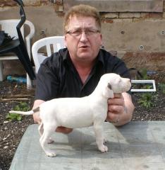 Dogo Argentino Welpen ab 25. 05. 2021