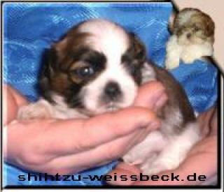 SHIH TZU WELPEN