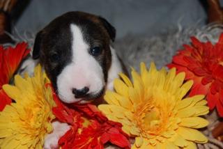 Miniatur Bullterrier