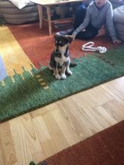 Hund abzugeben