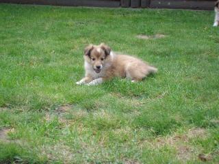 Sheltiewelpen Min collie