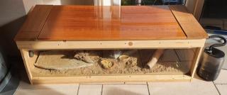 Bartagame - Paar mit Terrarium zu verkaufen