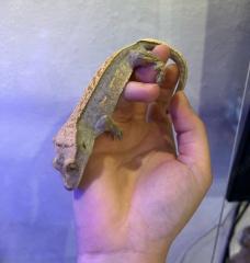 Crested Gecko Harlequin/Pinstripe-Morph mit vollem Schwanz