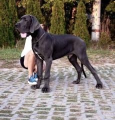 Deutsche Doggen blau