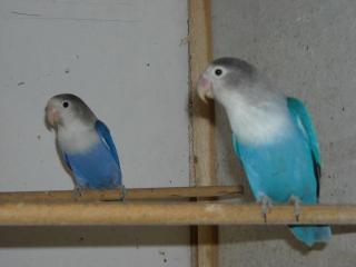 1 Pärchen Agapornis Fischeri abzugeben