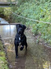 Cane Corso Rüde 3 jahre alt