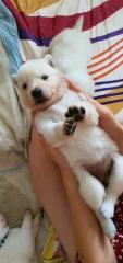Berger Blanc Suisse langstock