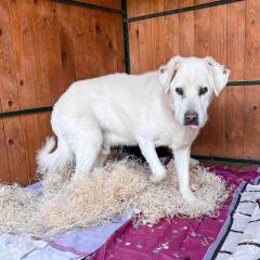 Duke. leidet im Tierheim, er sucht ein schönes Körbchen