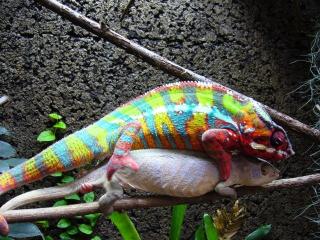 Pantherchamäleon Furcifer Pardalis