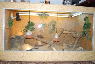 Komplette Bartagamen - Zucht und Hobby incl. 2 Weibchen, Bock, Babys, Terrarien,