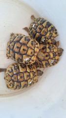 Griechische Landschildkröten Babys