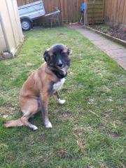 Border Collie Julia Julia ist Mischlingshund, Mutter Border Collie, Vater Border Terrier. 7 Monate