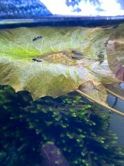 Guppy s / 1 Euro