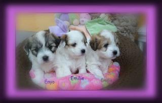 Coton de Tulear Welpen 2 Rüden