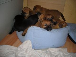 Golden Retriever Mix Welpen