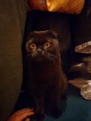 Hübscher junger Kater