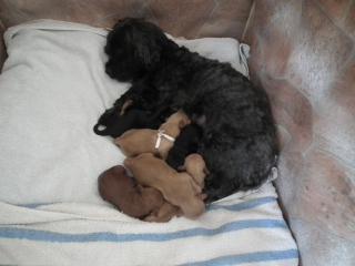 Yorki-Poo Edelmix-Welpen